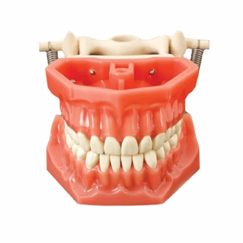 Dental study model