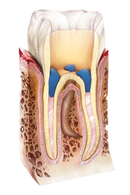 FLOW-COLOR colorful composite | ARKONA