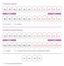 anterior kids zirconia crown size chart
